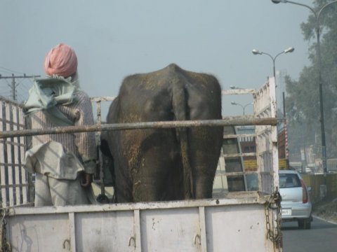 Bison (or cow) being transported
