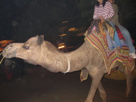 Camel in Rajasthan